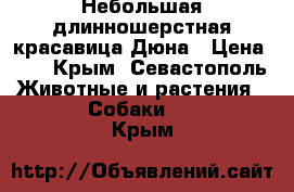 Небольшая длинношерстная красавица Дюна › Цена ­ 1 - Крым, Севастополь Животные и растения » Собаки   . Крым